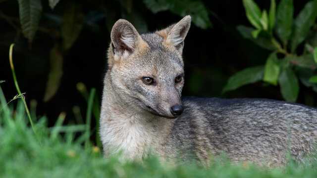 Crab-eating Fox, (Cerdocyon thous), Zorro cangrejero., es uno de los mam&iacute;feros m&aacute;s comunes de las zonas boscosas de la Regi&oacute;n Andina donde se alimenta principalmente de roedores.