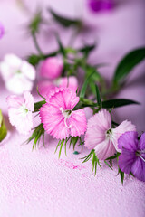 Pink sweet william flowers on a pink background. Pastel tones.