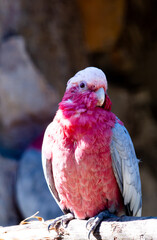 Pink Bird © Piotr