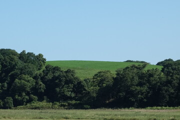 葉,草,木,林,森,緑,植物,風景,屋外,自然