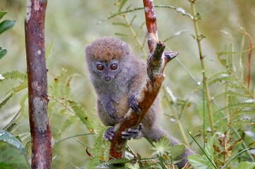 bamboo lemur © Even
