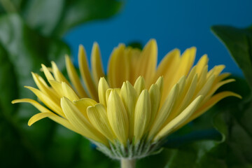 Fototapeta premium Fresh yellow gerbera flower on the blue background place for the text, invitation, menu, good for design
