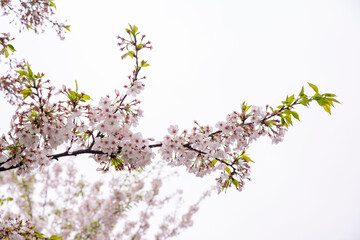 봄날의 활짝핀 벚꽃 길