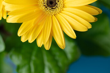 Fresh yellow gerbera flower on the blue background place for the text, invitation, menu, good for design
