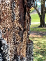 Tree Bark Texture