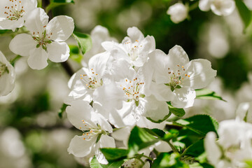 Blooming apple trees. Close-up of flowering branches of an apple tree on a bright sunny day. Selective focus