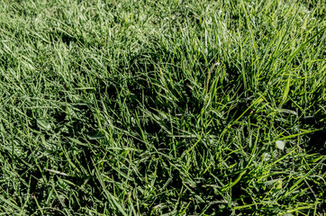 green grass texture