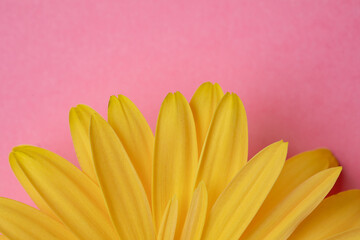 Fresh yellow gerbera flower on the pink background place for the text, invitation, menu, good for design