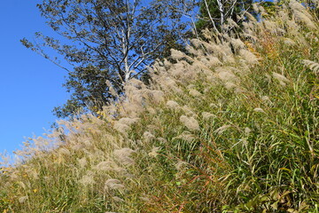 ススキ 秋の景色