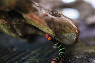 close up of a caterpillar and log