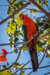 A king parrot gazes down from perch