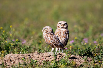 Burrowing Owl