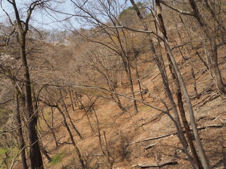 春の低山の森