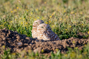Burrowing Owl
