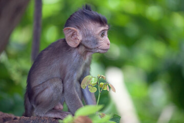 可愛いサル