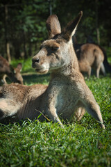 Naklejka na ściany i meble Kangaroo in the zoo. Australia High quality photo