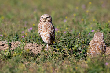 Burrowing Owl