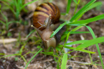 slug (Achatina fulica) on walking on land