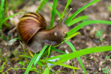 slug (Achatina fulica) on walking on land