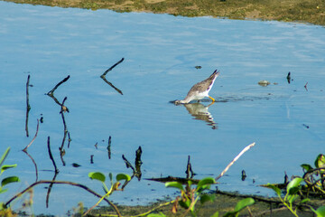 bird hunting in the water