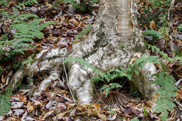 yellow birch roots