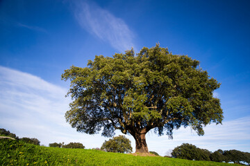 cork oak in the pasture of extremadura