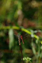 White-faced Meadowhawk
