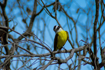 Pitangus sulphuratus in close up on branches