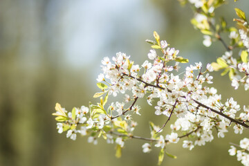 Branches of a blossoming apple tree on blurred background