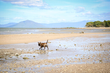 Brindle brown staffy dog playing on beautiful North Queensland beach