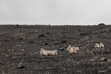 Islandia - Iceland  © jacek swiercz