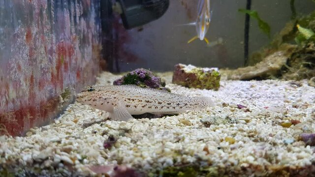 4k video of Bucchich's Mediterranean sea goby fish - Gobius bucchichi