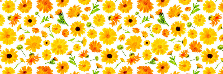 Pattern of orange flowers of calendula on a white background, as a backdrop or texture. Spring, summer wallpaper for your design. Top view Flat lay Banner