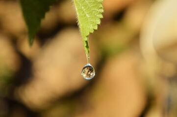 The drop in the leaf.