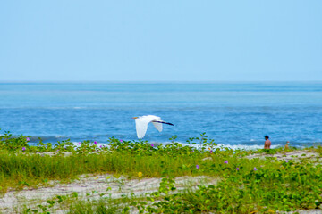 white heron flying on the beach