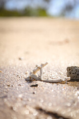 Close up photo of coral on the beach