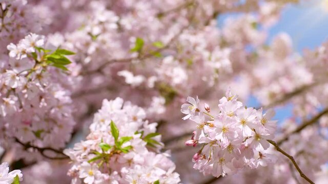 風に揺られる桜の花　花見のイメージ　リラックスした雰囲気　BGM用素材