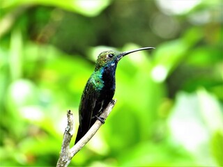 Picudo coronado,  long-billed starthroat, Heliomaster longirostris, colibrí, ave, pájaro, picaflor, chupaflor.
