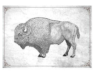 illustration vector bison drawing art style © erna