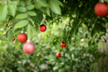 Vibrant red Christmas baubles hanging in lush green tree with copy space