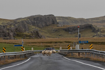 Islandia - Iceland  © jacek swiercz