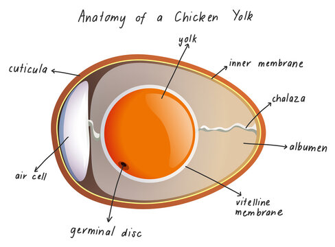 Anatomy of a Chicken Yolk