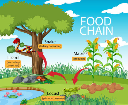 Science food chain diagram