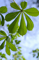 Fototapeta na wymiar green leaves of a horse chestnut tree
