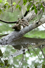 four ducklings resting on a tree trunk partly submerged in water - reflection effect