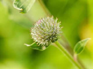 Green thorns thistle with spider webs