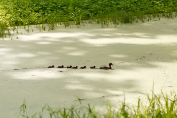 Duck with ducklings in the Alexander Park