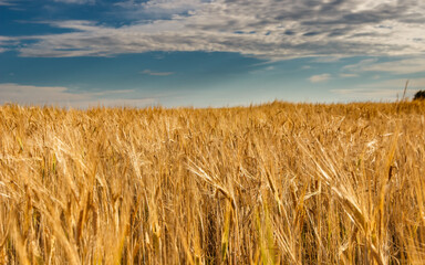 A field of golden rye under a blue sky with clouds