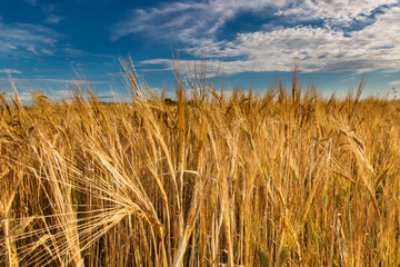 A field of golden rye under a blue sky with clouds