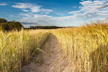 Path through the field of rye under the blue sky